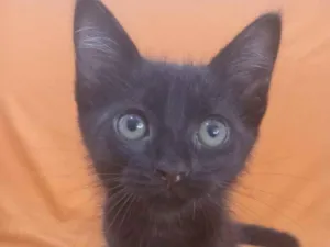 Gato raça SRD-ViraLata idade 2 a 6 meses nome Chokito