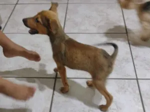 Cachorro raça SRD-ViraLata idade 2 a 6 meses nome inhoque