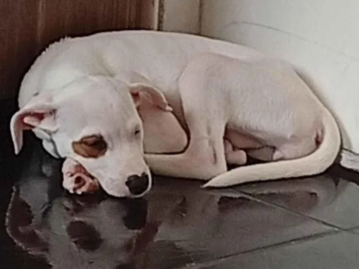 Cachorro raça SRD-ViraLata idade 2 a 6 meses nome perola