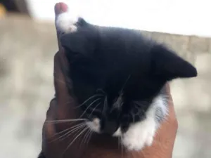 Gato raça SRD-ViraLata idade Abaixo de 2 meses nome pretinho