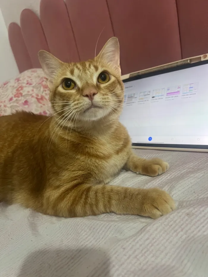 Gato raça SRD-ViraLata idade 2 a 6 meses nome Simba e Nalah