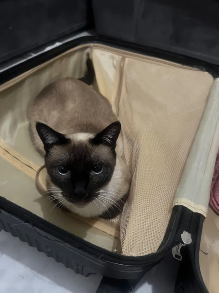 Gato raça SRD-ViraLata idade 2 a 6 meses nome Simba e Nalah