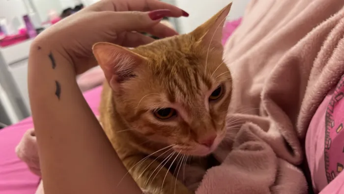 Gato raça SRD-ViraLata idade 2 a 6 meses nome Simba e Nalah