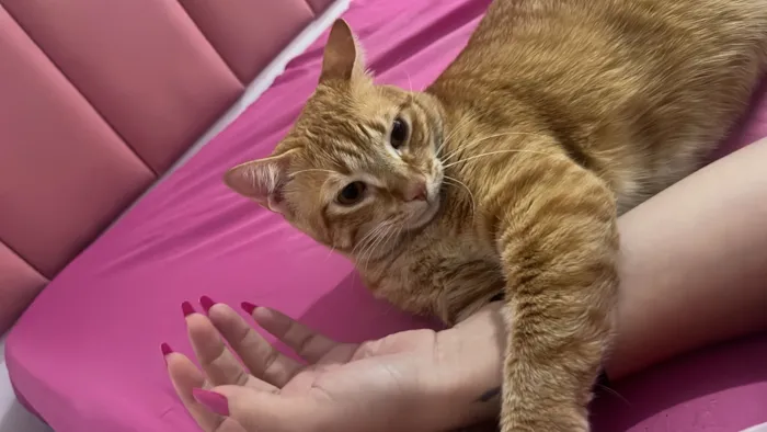 Gato raça SRD-ViraLata idade 2 a 6 meses nome Simba e Nalah