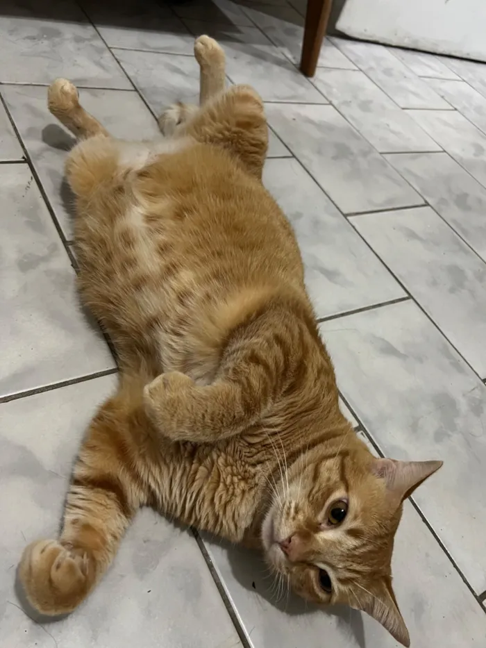 Gato raça SRD-ViraLata idade 2 a 6 meses nome Simba e Nalah