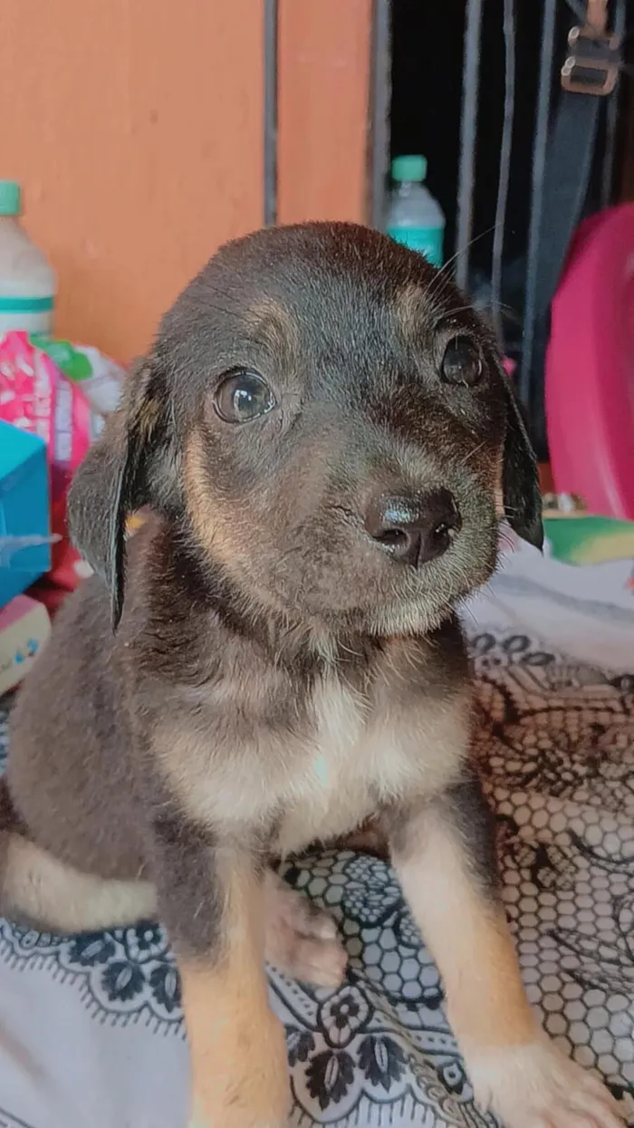 Cachorro raça SRD-ViraLata idade Abaixo de 2 meses nome Pretinha