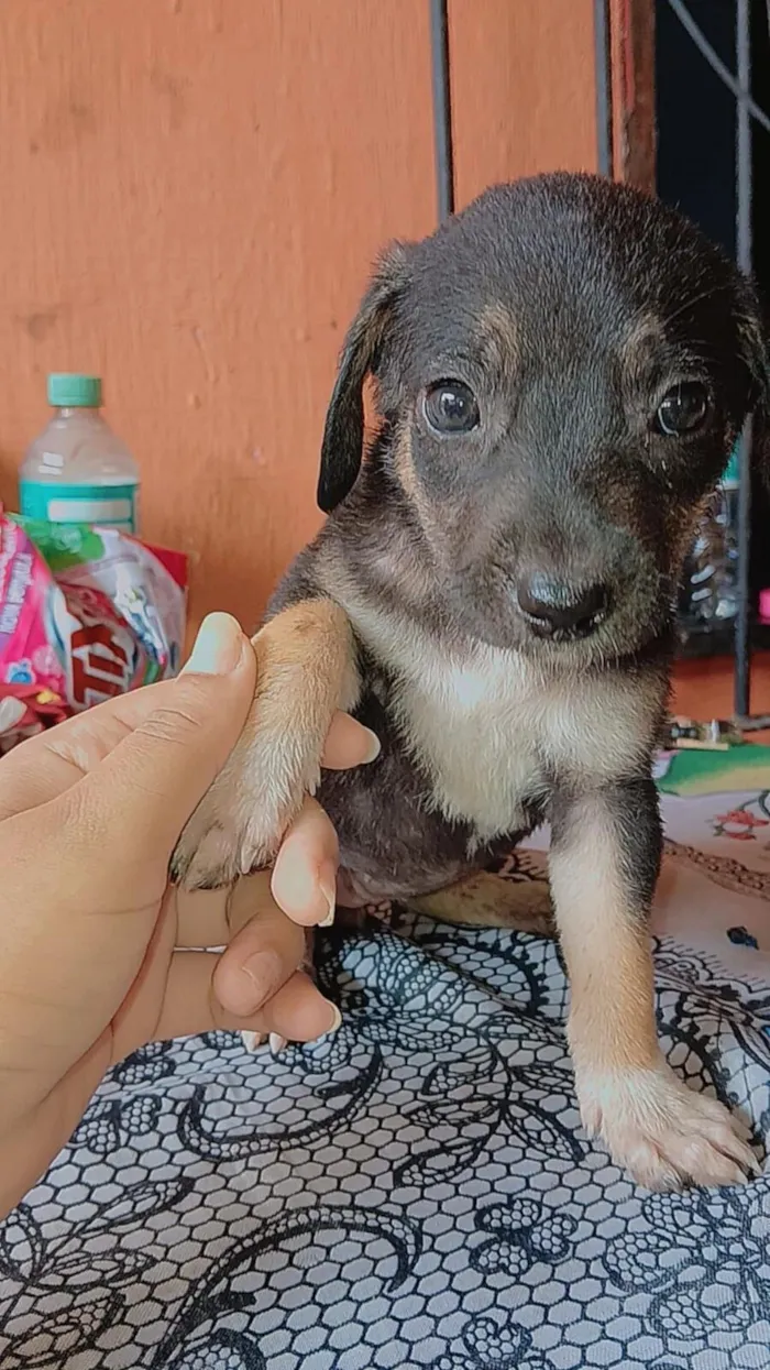 Cachorro raça SRD-ViraLata idade Abaixo de 2 meses nome Pretinha