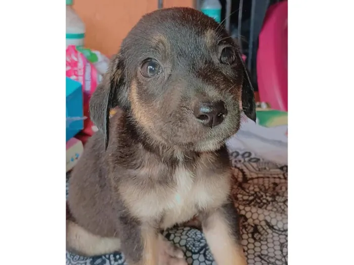 Cachorro raça SRD-ViraLata idade Abaixo de 2 meses nome Pretinha