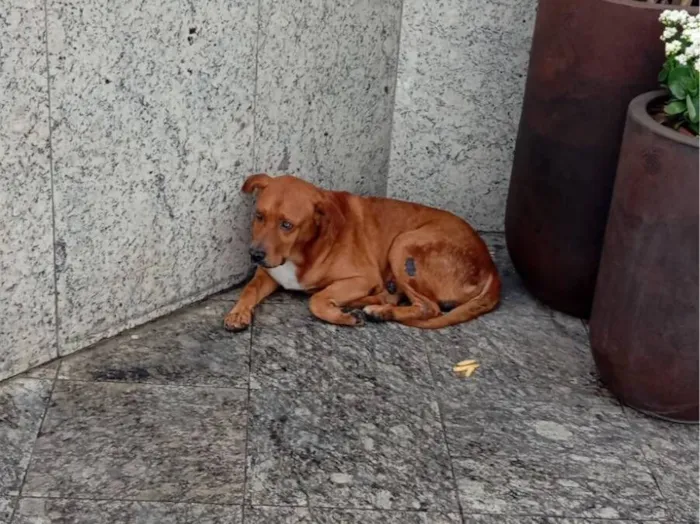Cachorro raça SRD-ViraLata idade 5 anos nome Não sei