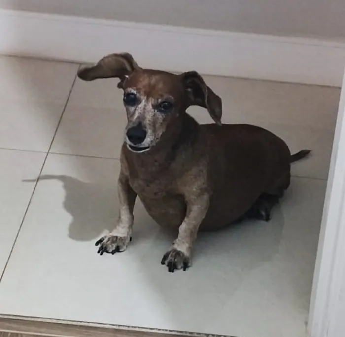 Cachorro raça Basset-Cofap idade 6 ou mais anos nome Bartolomeu