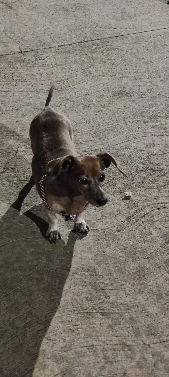 Cachorro raça Basset-Cofap idade 6 ou mais anos nome Bartolomeu