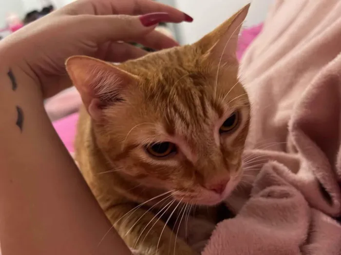 Gato raça SRD-ViraLata idade 2 a 6 meses nome Simba e Nalah