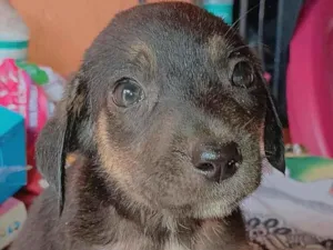 Cachorro raça SRD-ViraLata idade Abaixo de 2 meses nome Pretinha