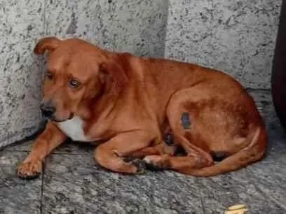 Cachorro raça SRD-ViraLata idade 5 anos nome Não sei