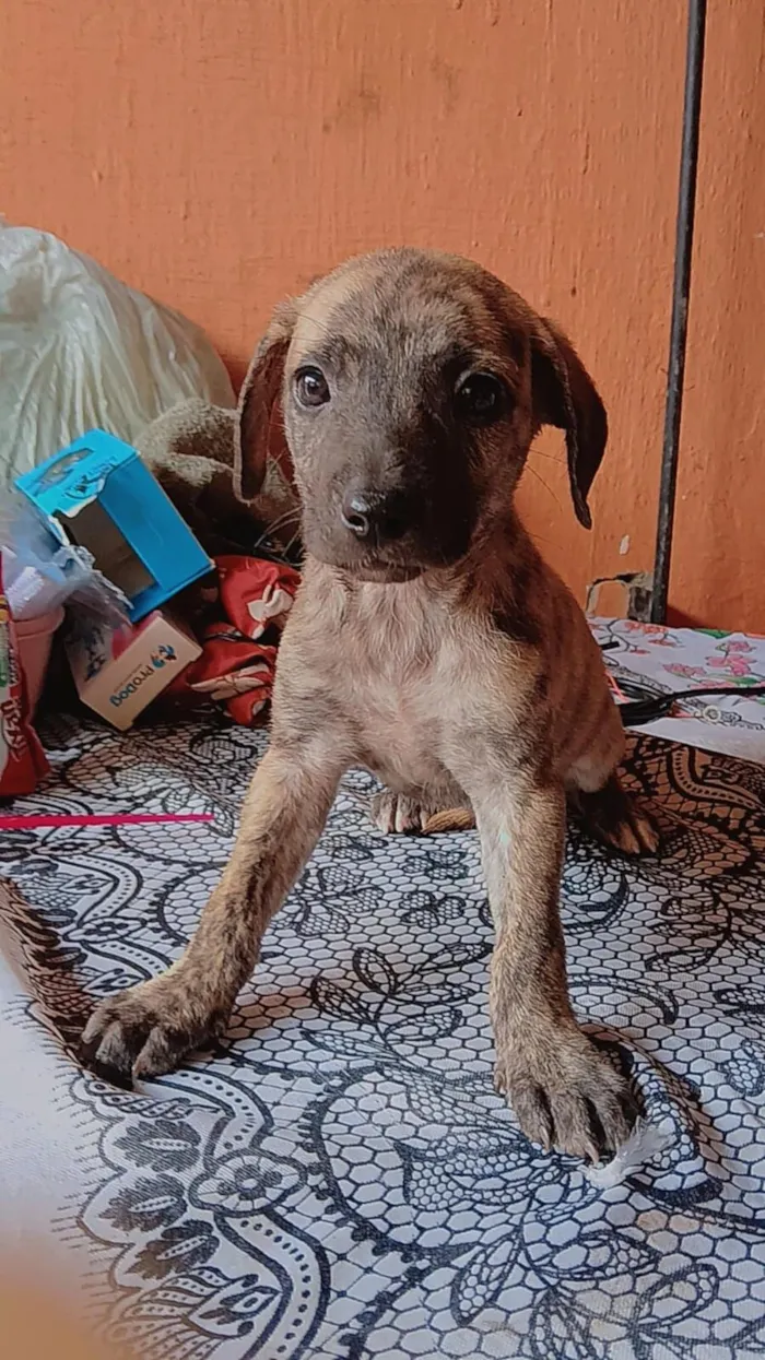 Cachorro raça SRD-ViraLata idade Abaixo de 2 meses nome Rajadinha