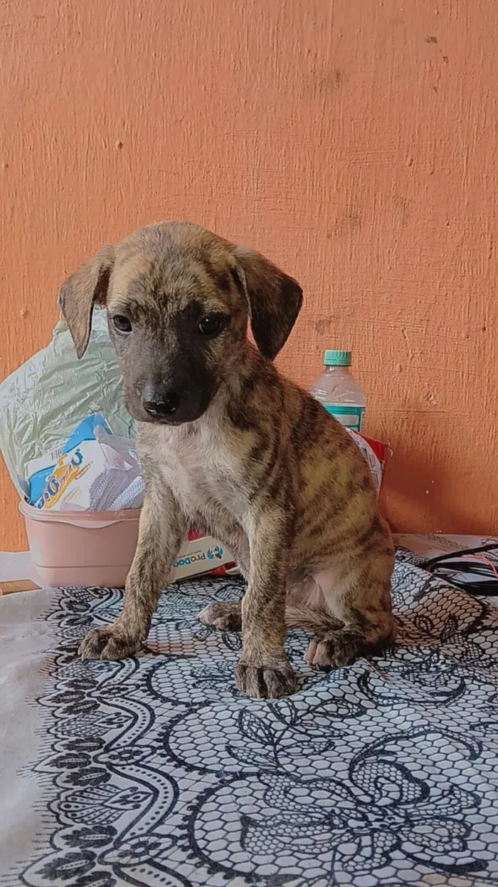 Cachorro raça SRD-ViraLata idade Abaixo de 2 meses nome Rajadinha