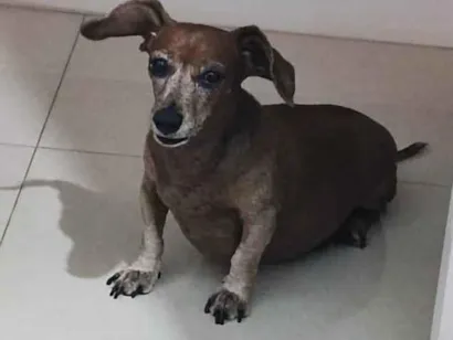 Cachorro raça Basset-Cofap idade 6 ou mais anos nome Bartolomeu