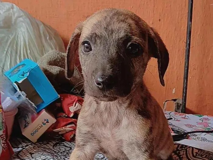 Cachorro raça SRD-ViraLata idade Abaixo de 2 meses nome Rajadinha