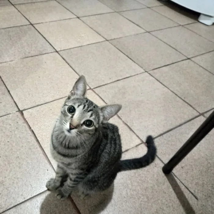 Gato raça SRD-ViraLata idade 1 ano nome mia