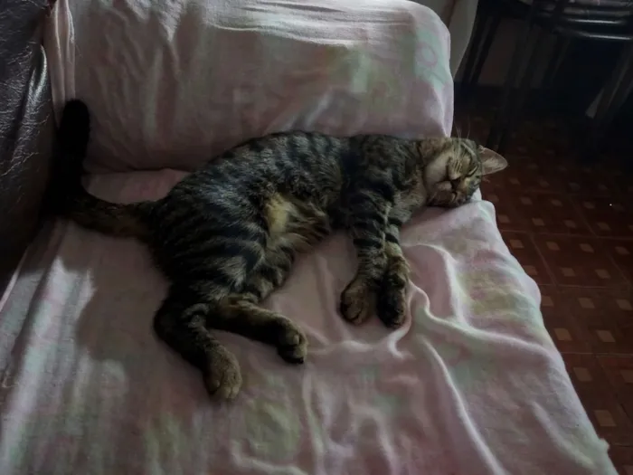 Gato raça SRD-ViraLata idade 1 ano nome mia