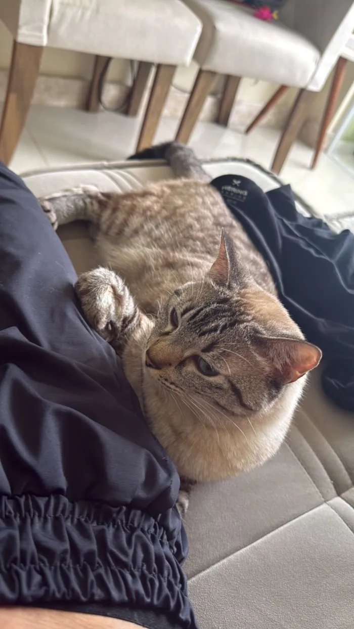 Gato raça Sphynx idade 7 a 11 meses nome Lua