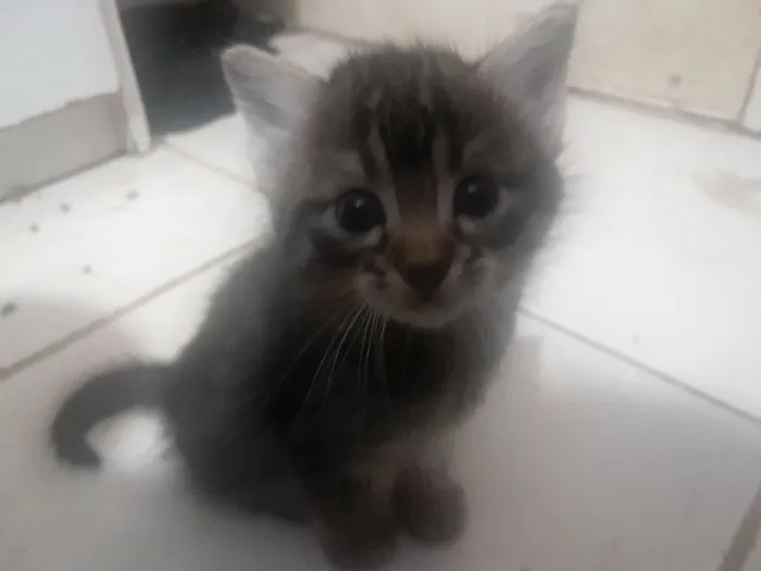 Gato raça SRD-ViraLata idade 2 a 6 meses nome gatinhos