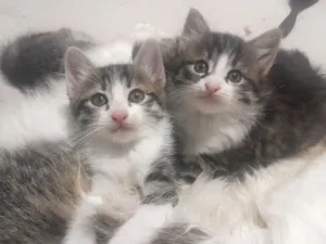 Gato raça SRD-ViraLata idade 2 a 6 meses nome gatinhos