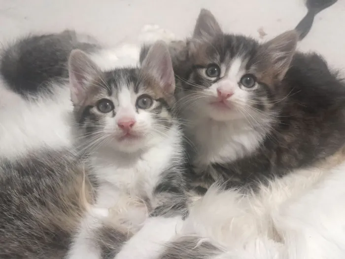 Gato raça SRD-ViraLata idade 2 a 6 meses nome gatinhos