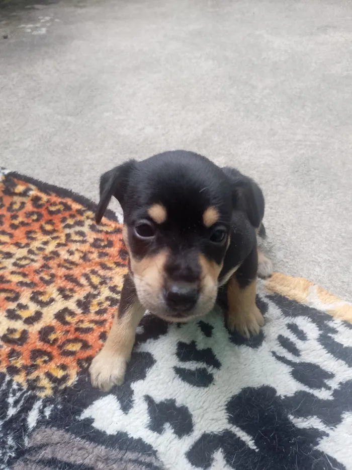 Cachorro raça SRD-ViraLata idade 2 a 6 meses nome não tem