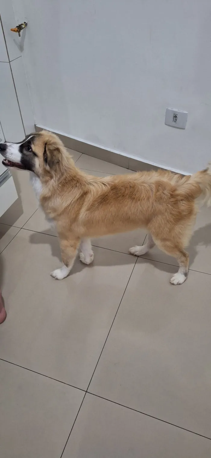 Cachorro raça SRD-ViraLata idade 7 a 11 meses nome Koda