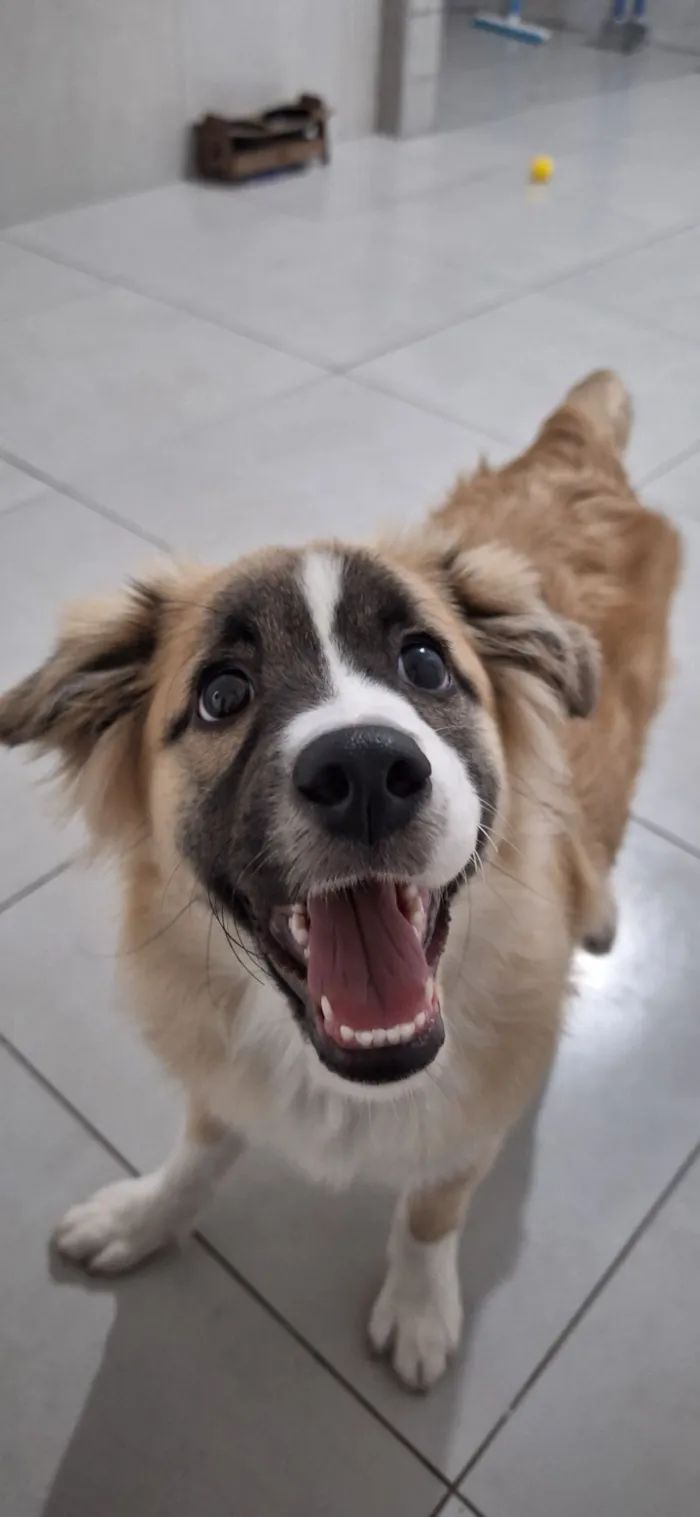 Cachorro raça SRD-ViraLata idade 7 a 11 meses nome Koda