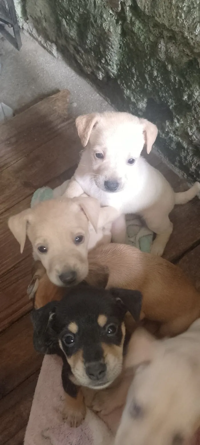 Cachorro raça SRD-ViraLata idade Abaixo de 2 meses nome não tem