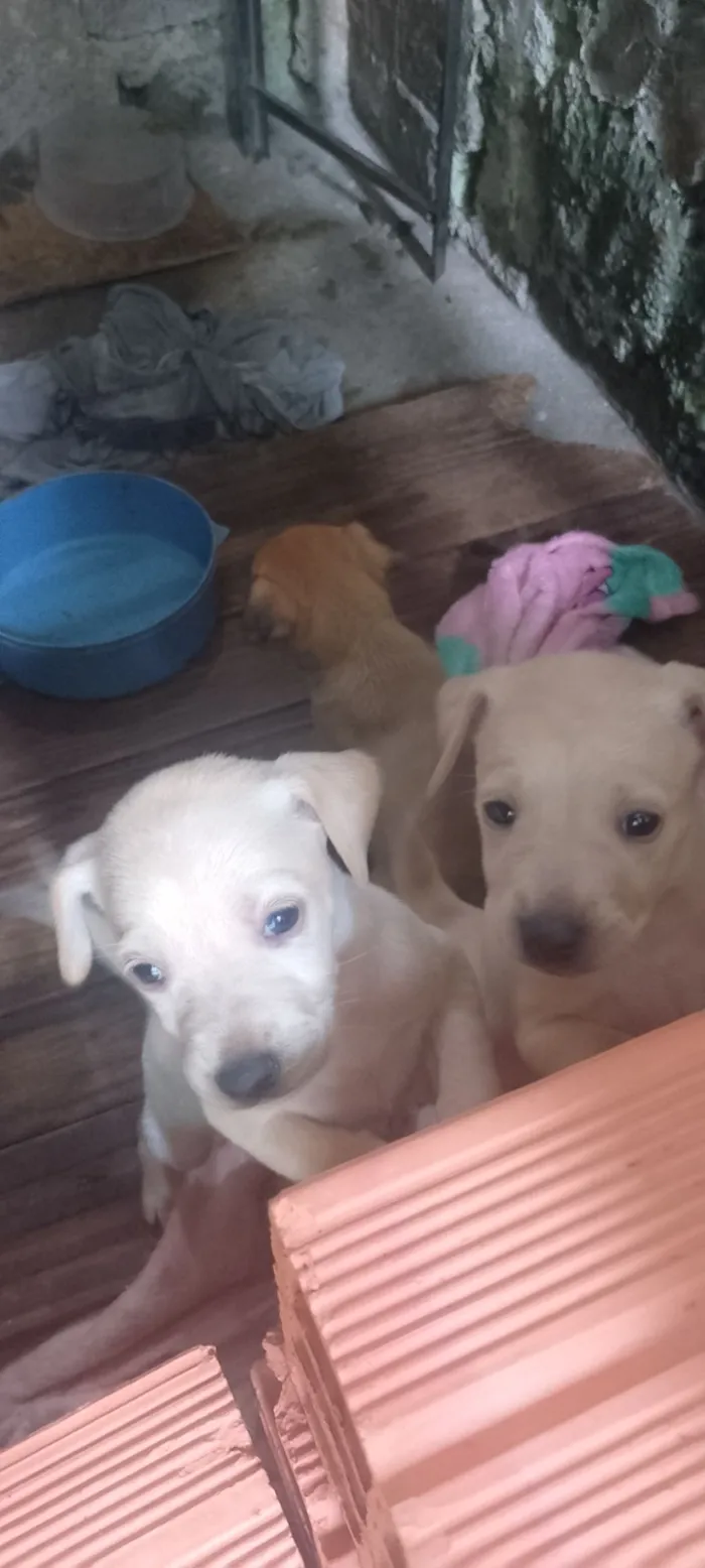 Cachorro raça SRD-ViraLata idade Abaixo de 2 meses nome não tem