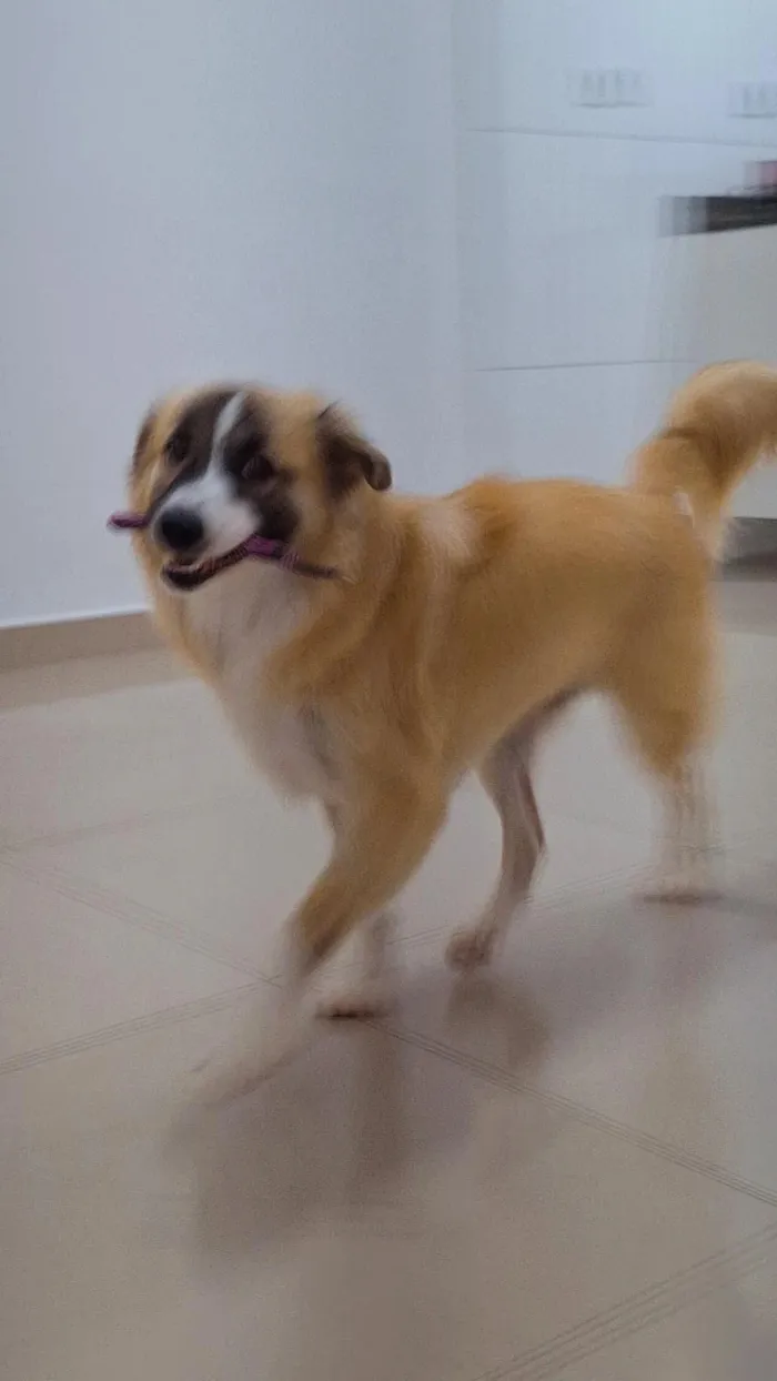 Cachorro raça SRD-ViraLata idade 7 a 11 meses nome Koda