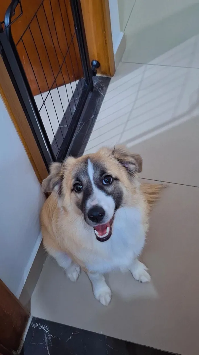 Cachorro raça SRD-ViraLata idade 7 a 11 meses nome Koda