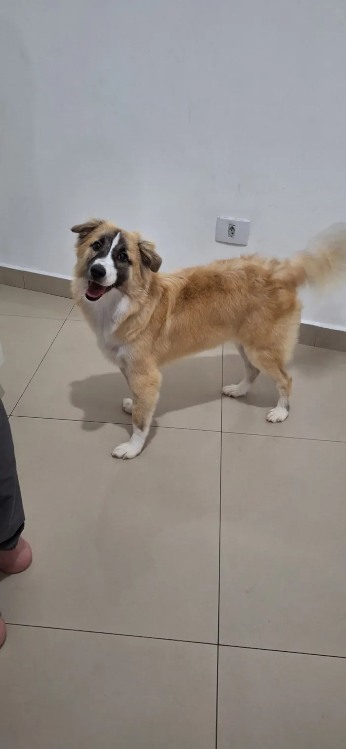 Cachorro raça SRD-ViraLata idade 7 a 11 meses nome Koda