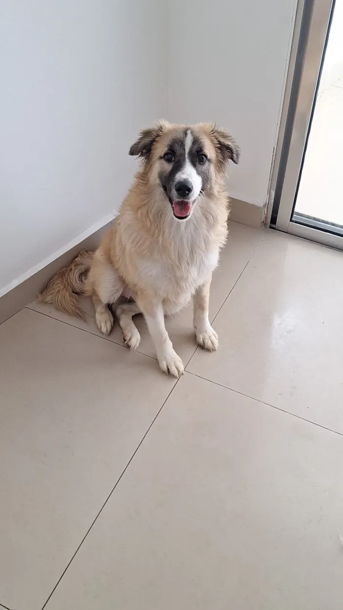 Cachorro raça SRD-ViraLata idade 7 a 11 meses nome Koda