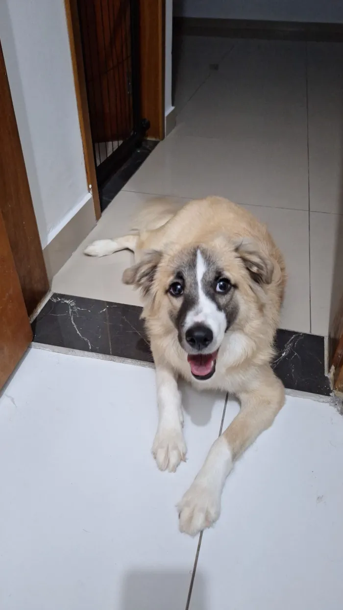 Cachorro raça SRD-ViraLata idade 7 a 11 meses nome Koda