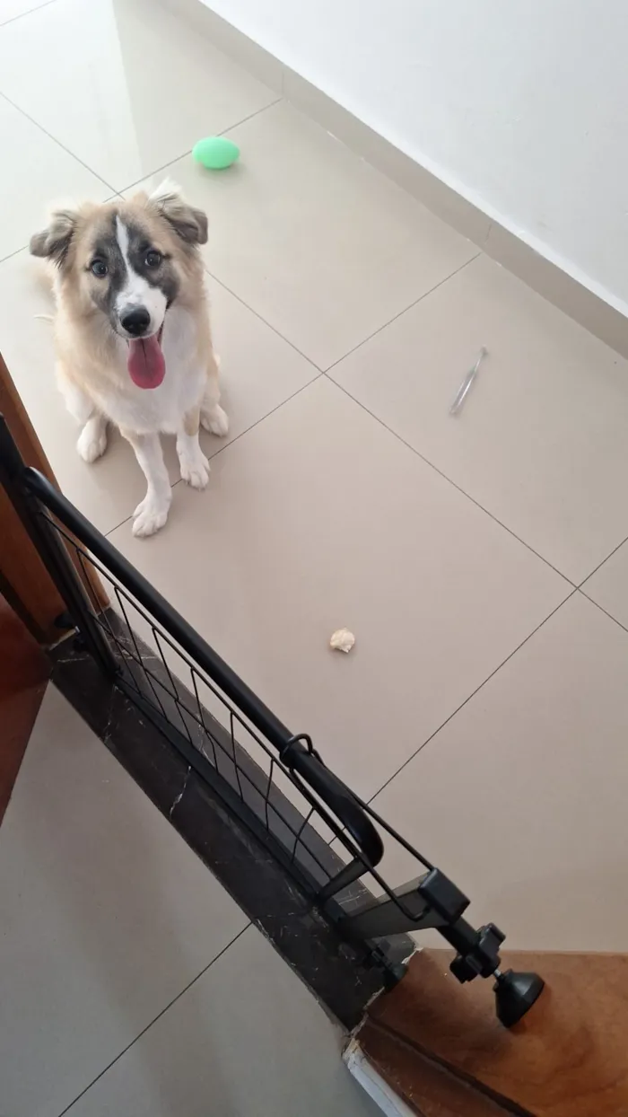 Cachorro raça SRD-ViraLata idade 7 a 11 meses nome Koda