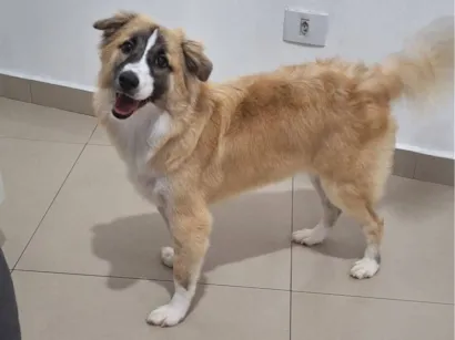 Cachorro raça SRD-ViraLata idade 7 a 11 meses nome Koda