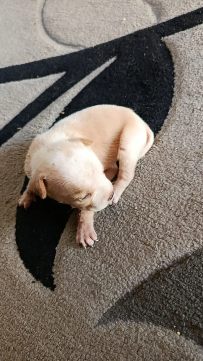 Cachorro raça Pit-Bull idade Abaixo de 2 meses nome Sem nome, 3 filhotinhos