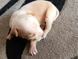 Cachorro raça Pit-Bull idade Abaixo de 2 meses nome Sem nome, 3 filhotinhos