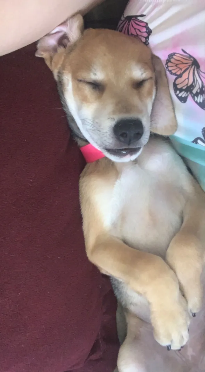 Cachorro raça SRD-ViraLata idade 2 a 6 meses nome Mel