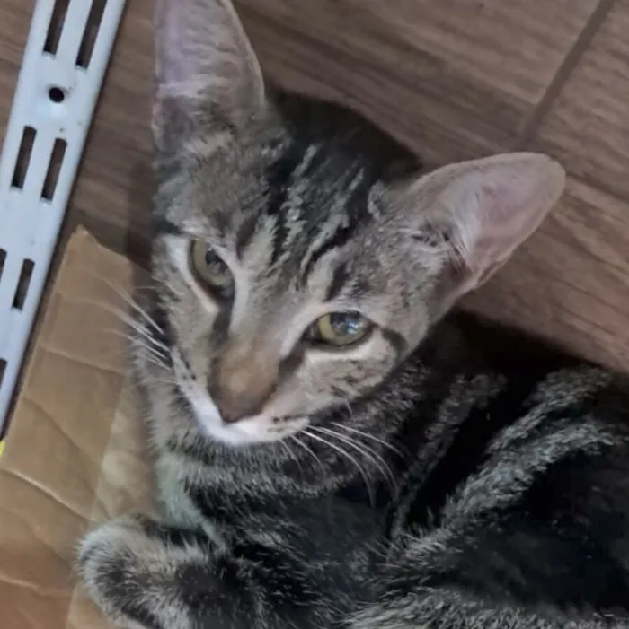 Gato raça SRD-ViraLata idade 2 a 6 meses nome Nick 