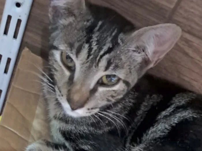 Gato raça SRD-ViraLata idade 2 a 6 meses nome Nick 