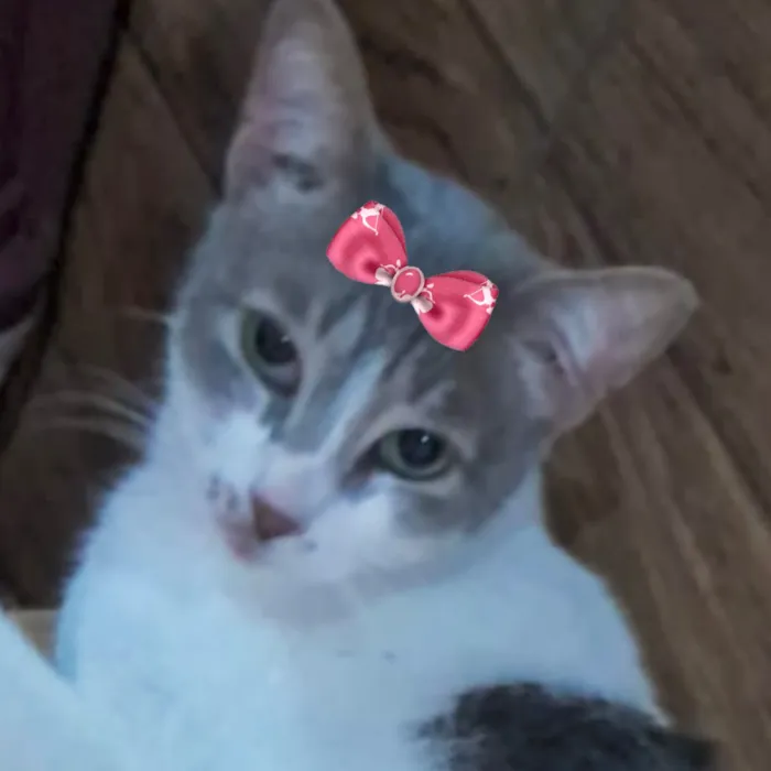 Gato raça SRD-ViraLata idade 7 a 11 meses nome Nicole 