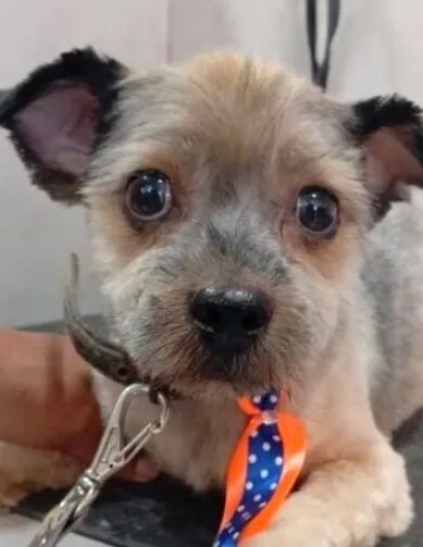 Cachorro raça Shitzu idade 7 a 11 meses nome Bidu 