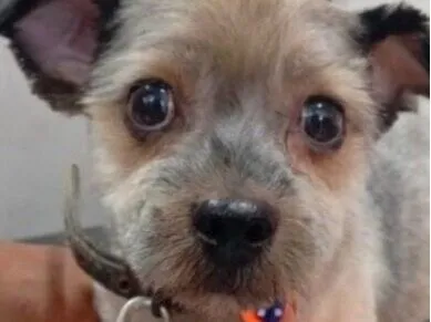 Cachorro raça Shitzu idade 7 a 11 meses nome Bidu 