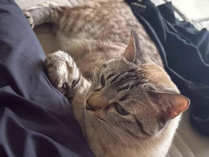 Gato raça Sphynx idade 7 a 11 meses nome Lua