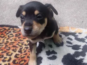 Cachorro raça SRD-ViraLata idade 2 a 6 meses nome não tem